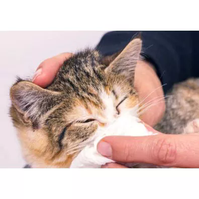 The Benefits of Pet Grooming Wipes: A Must-Have for Every Pet Owner